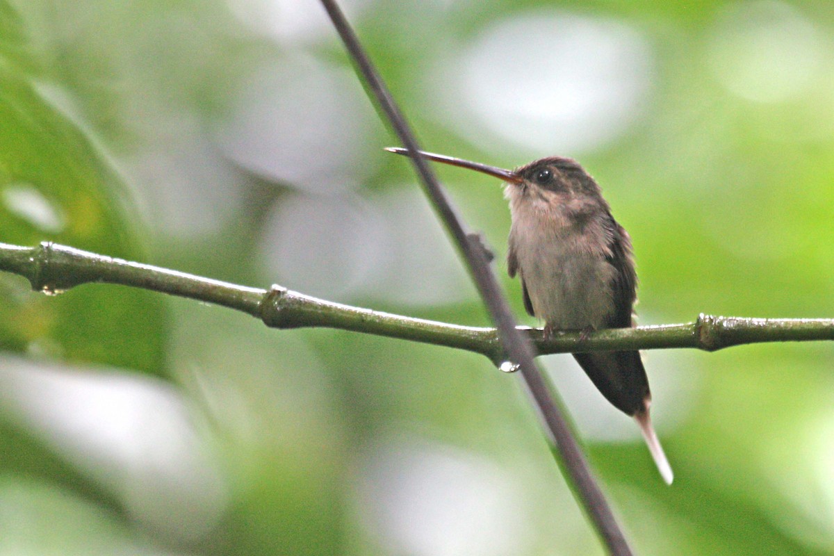 kolibřík šídlozobý - ML608685191