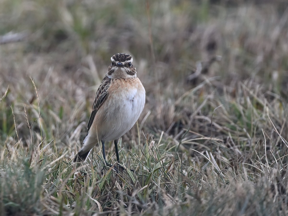 Whinchat - ML608685406