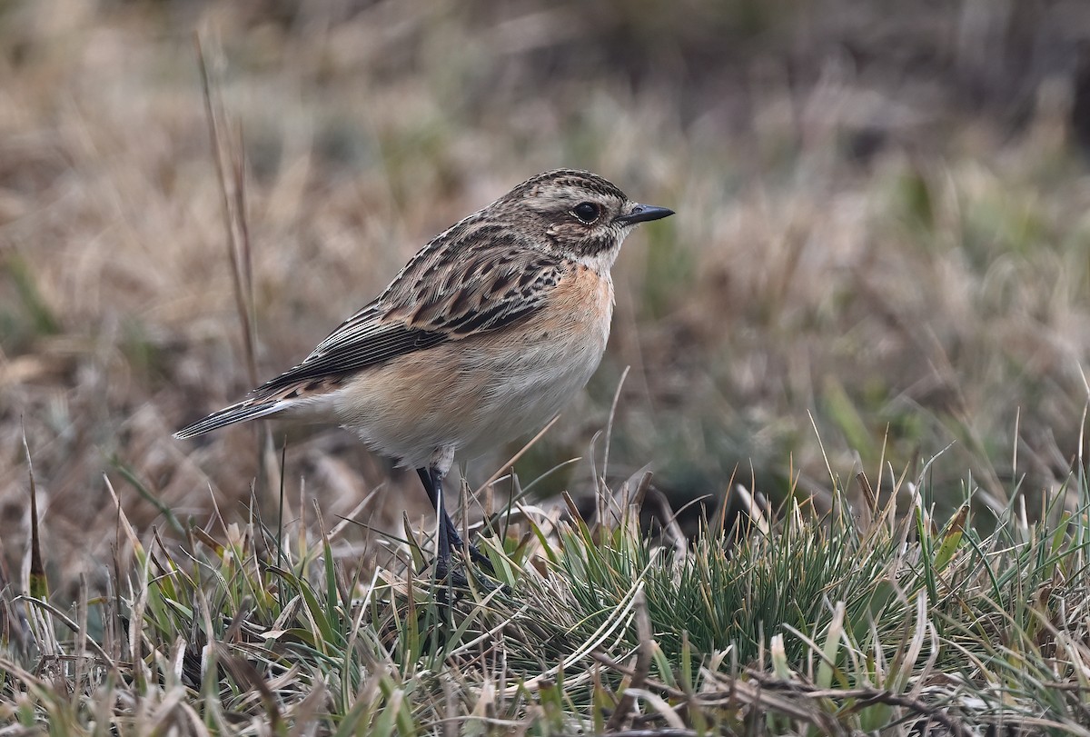 Whinchat - ML608685417