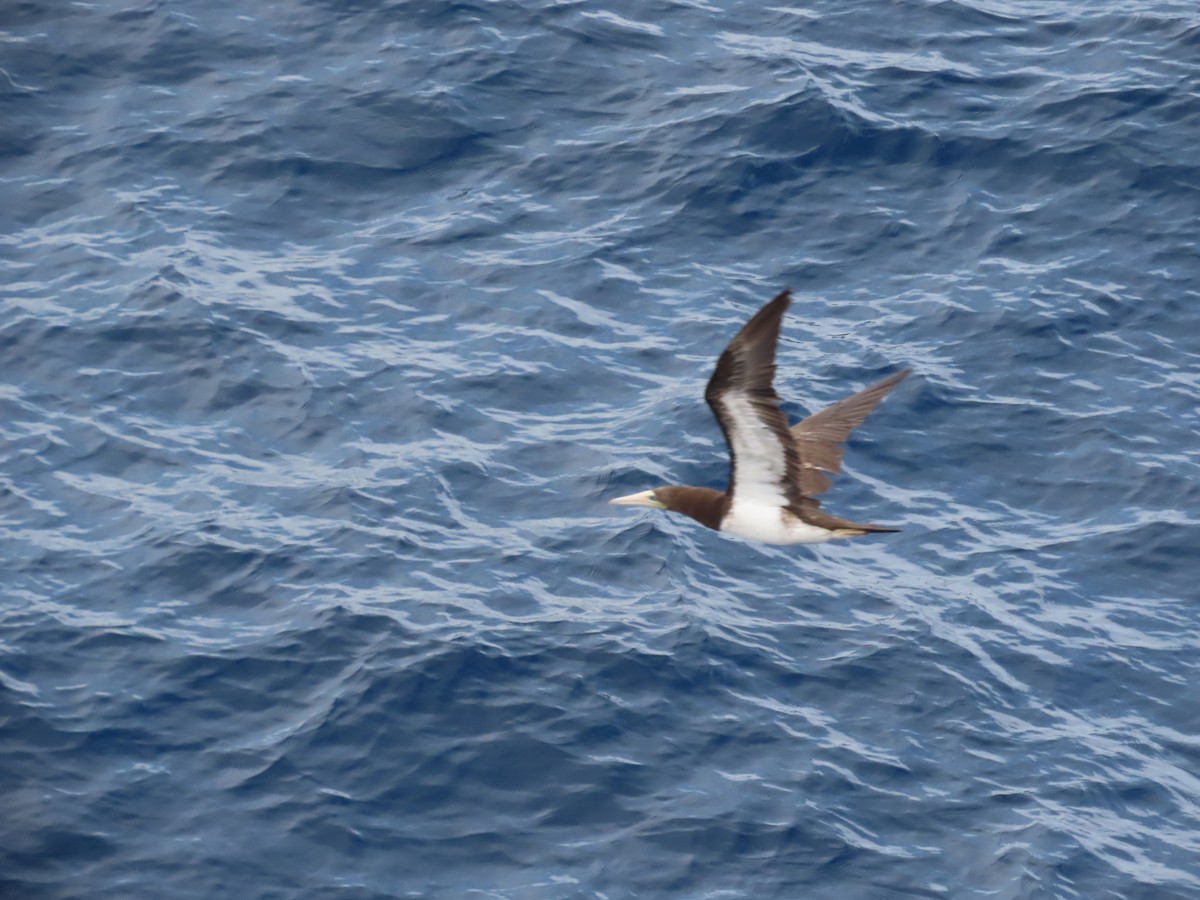 Brown Booby - ML608685731