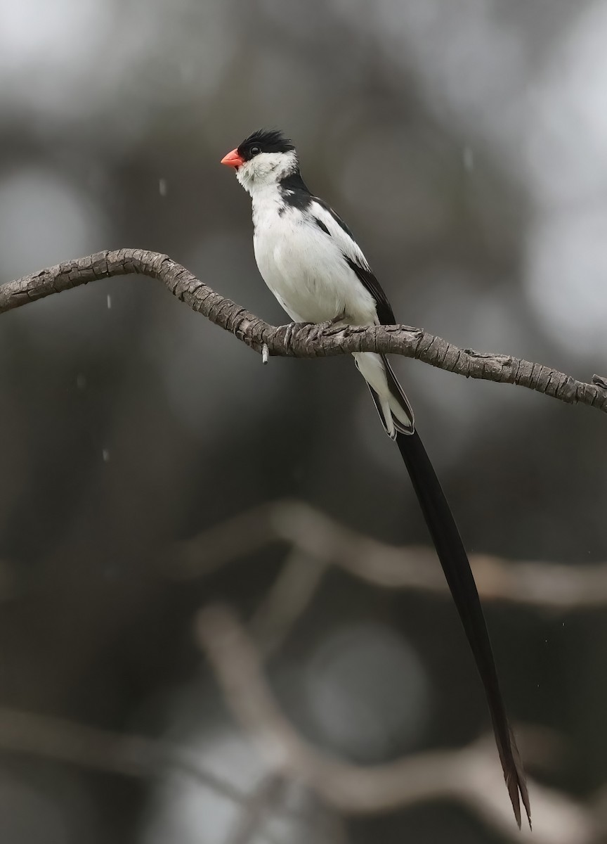 Pin-tailed Whydah - ML608685839