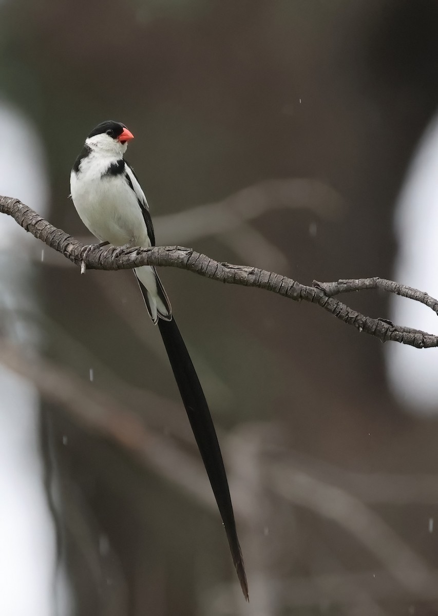 Pin-tailed Whydah - ML608685840