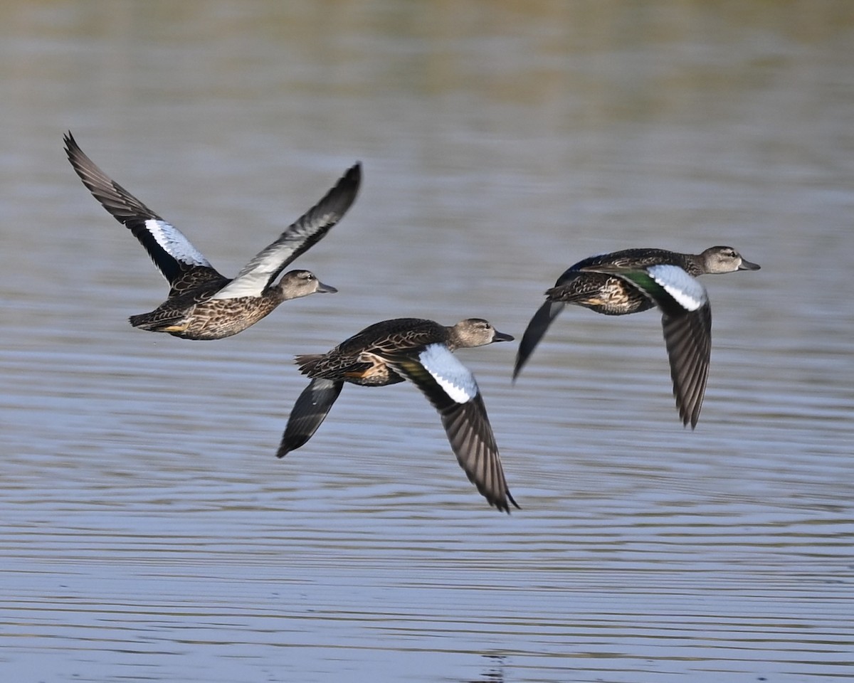 Blue-winged Teal - ML608685988