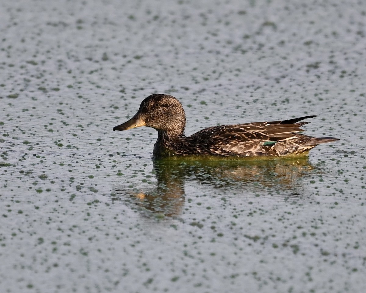 Green-winged Teal - ML608686002