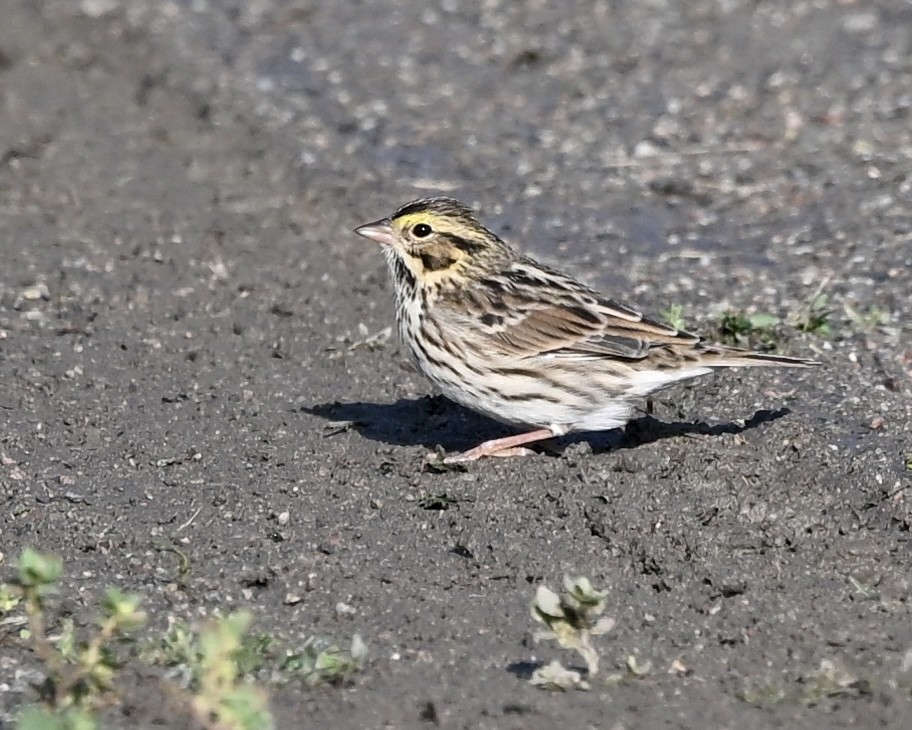 Savannah Sparrow - ML608686085
