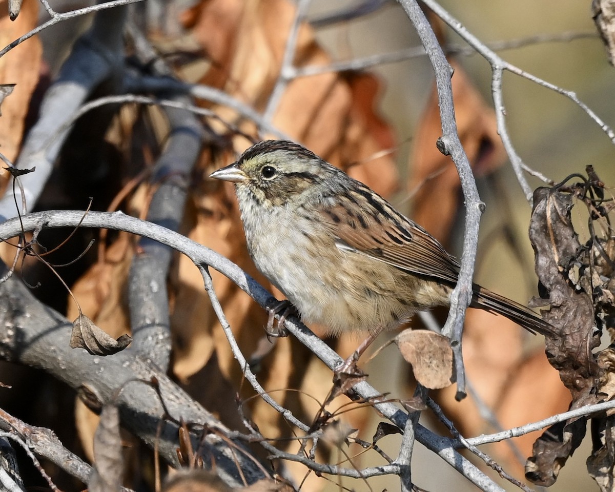 Swamp Sparrow - ML608686108