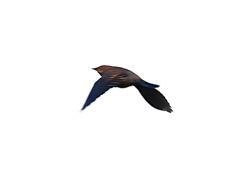 Rusty Blackbird - ML608686110