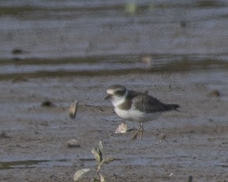 Semipalmated Plover - ML608686387