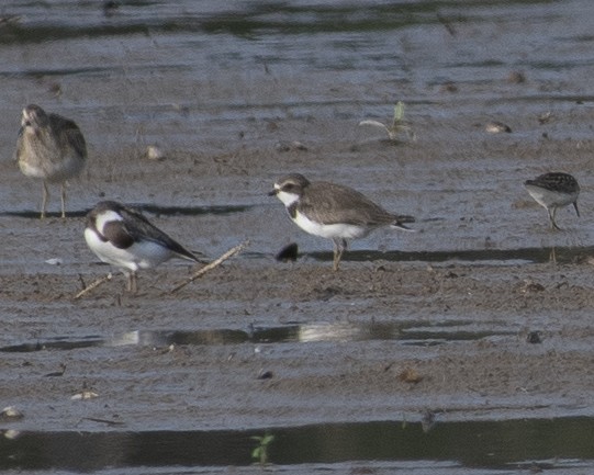 Semipalmated Plover - ML608686388