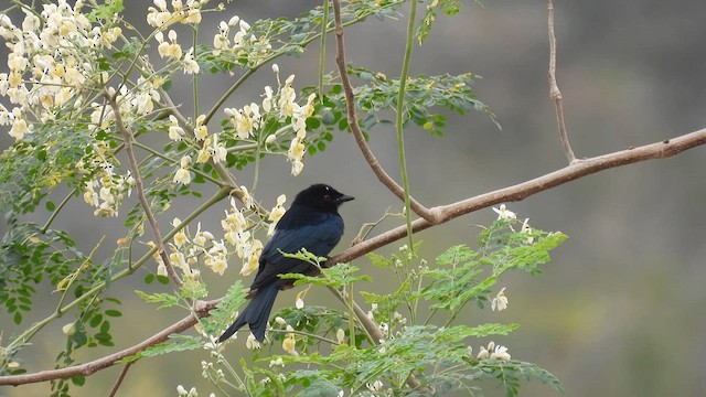 Fork-tailed Drongo (Clancey's) - ML608686477