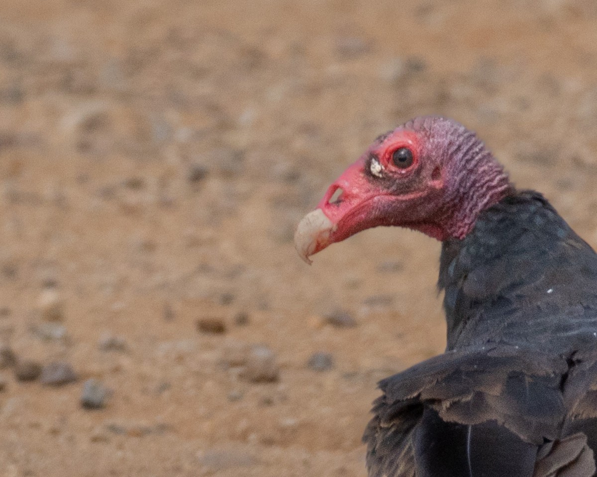 Turkey Vulture - ML608686820