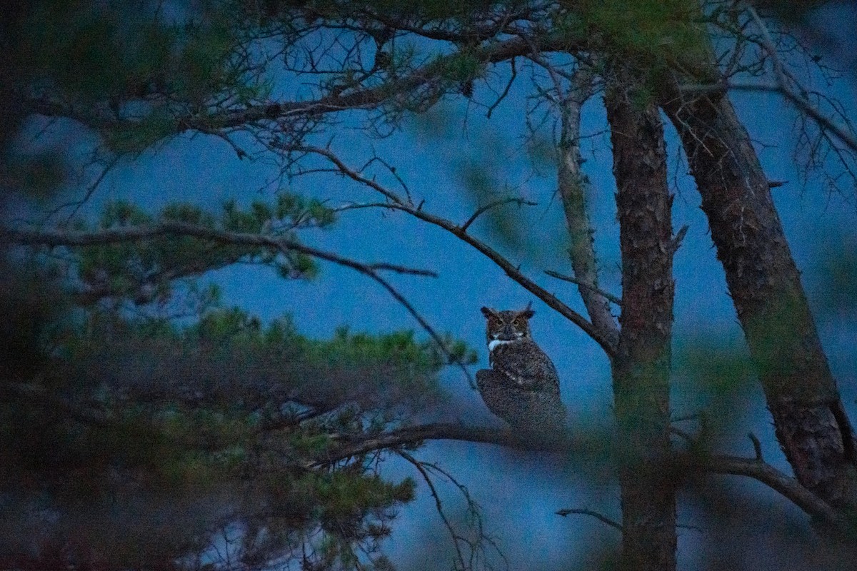 Great Horned Owl - ML608686936