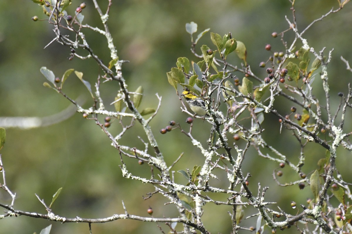 Black-throated Green Warbler - ML608687078