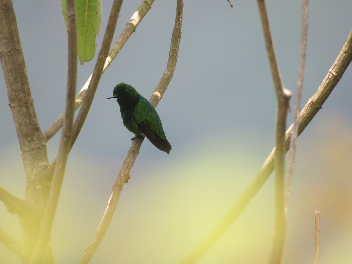 Green-tailed Emerald - Julián Rodríguez