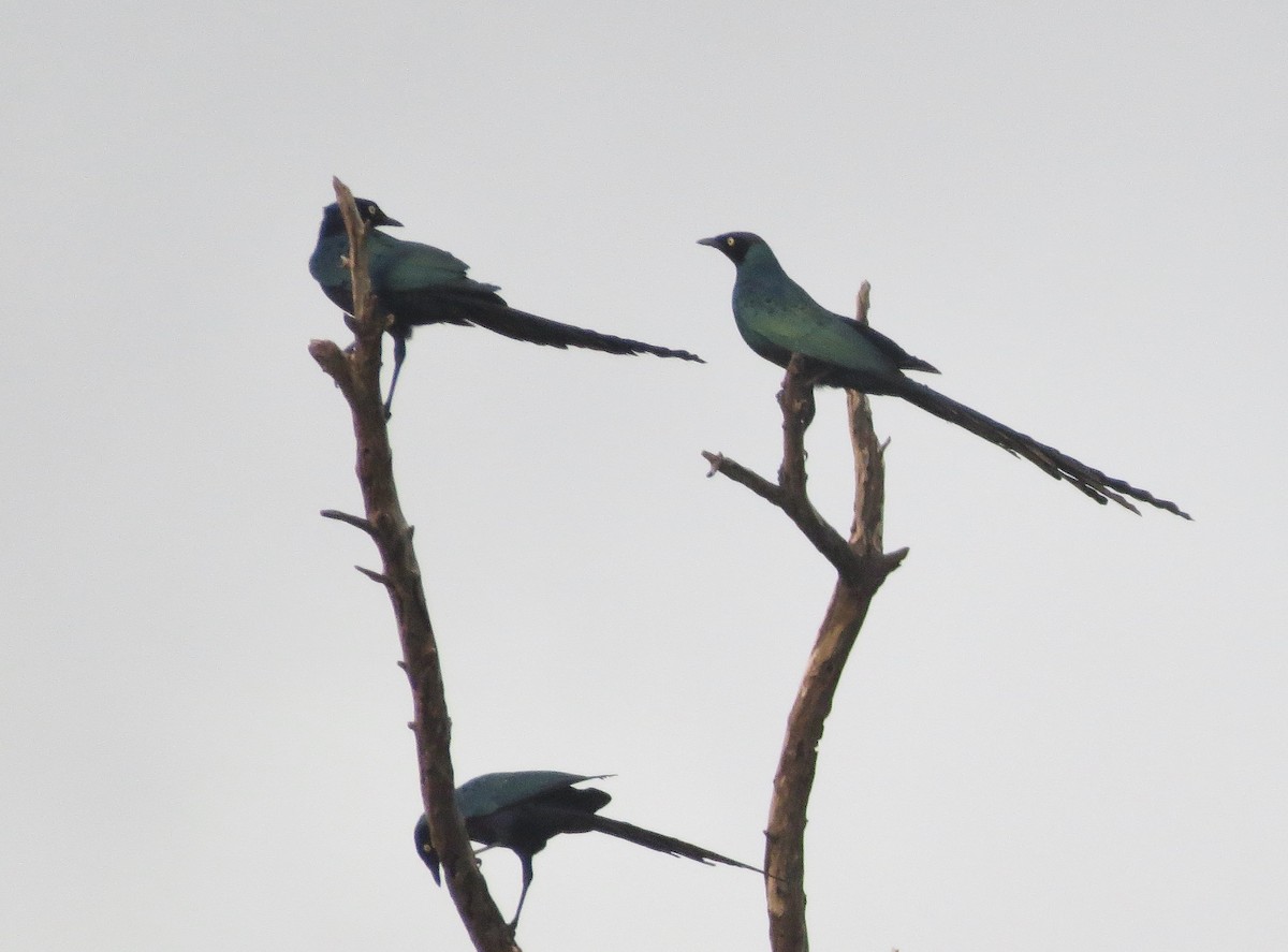 Long-tailed Glossy Starling - ML608688368