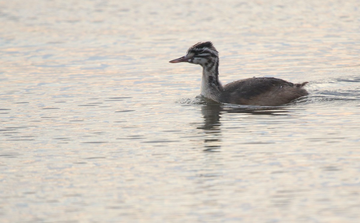 Great Crested Grebe - ML608688984