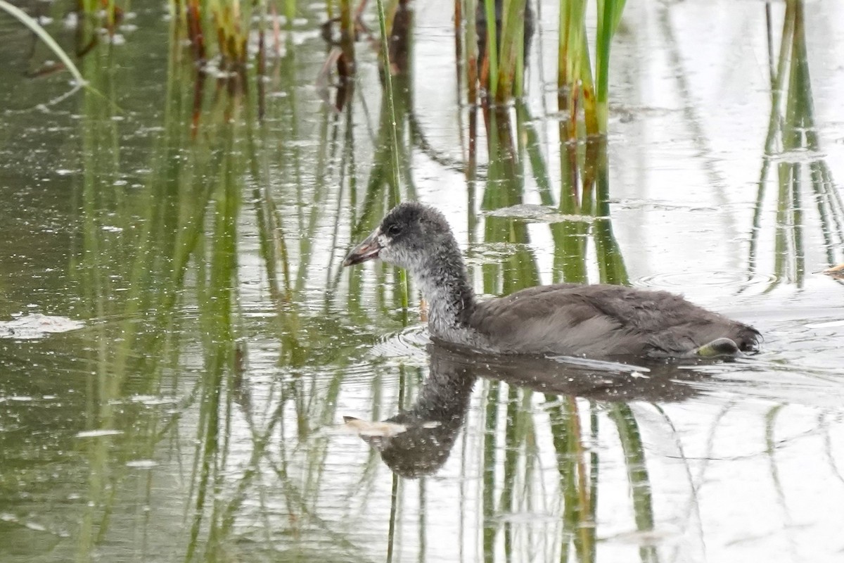 American Coot - ML608689097