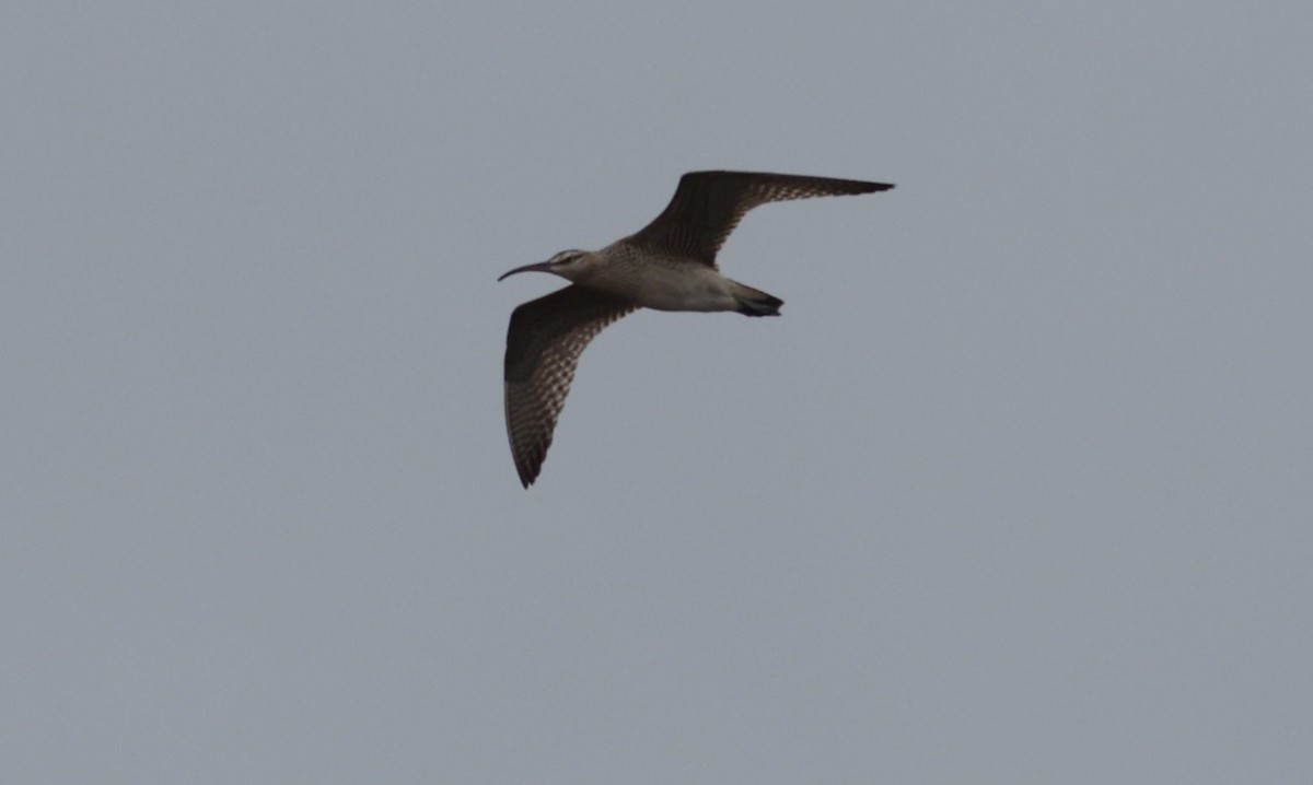 Whimbrel - ML608689371