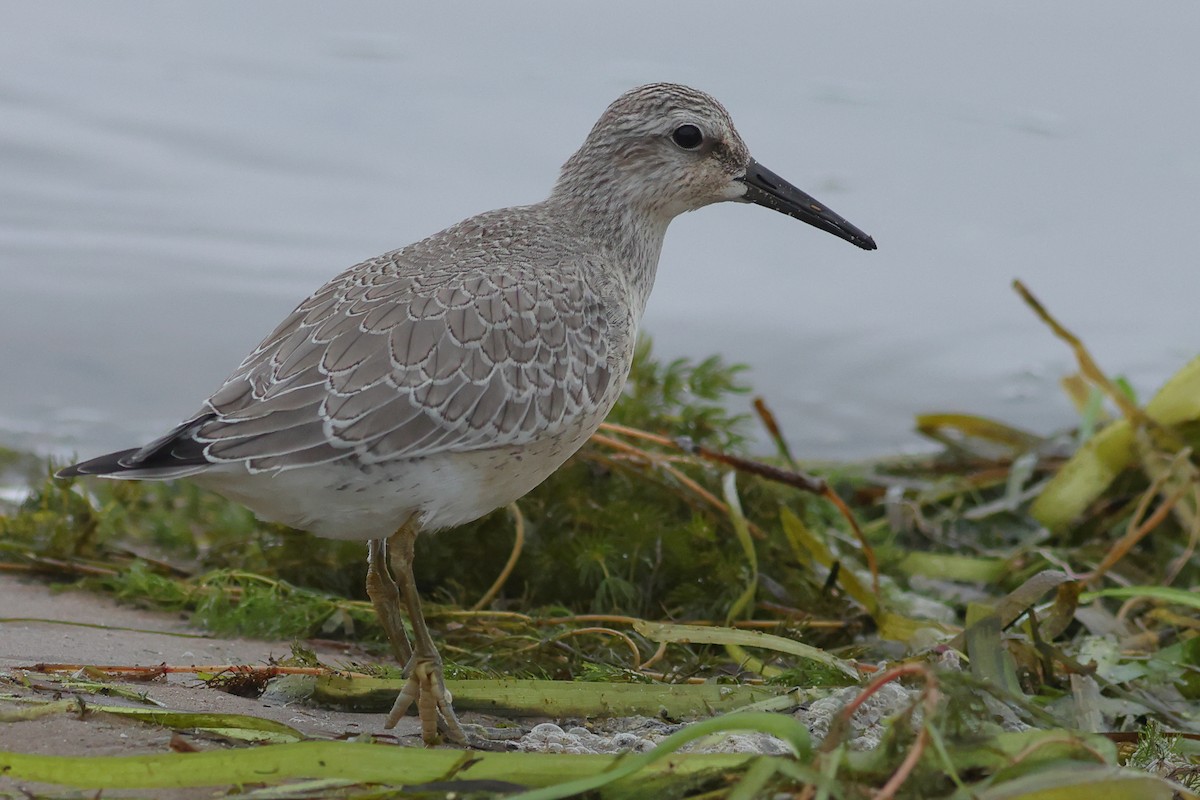 Red Knot - ML608689376
