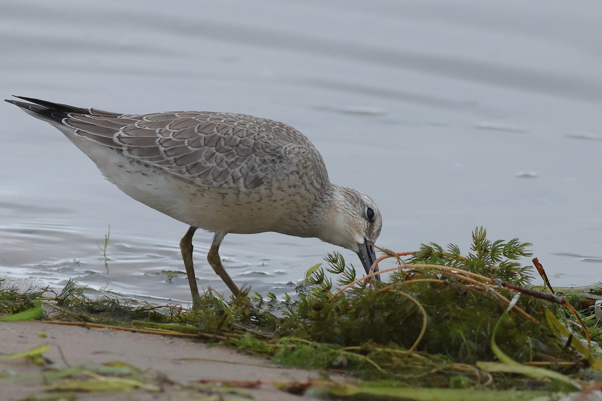 Red Knot - ML608689377
