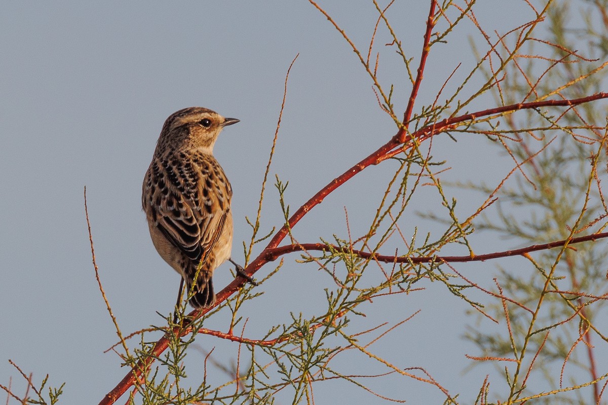 Whinchat - ML608689671