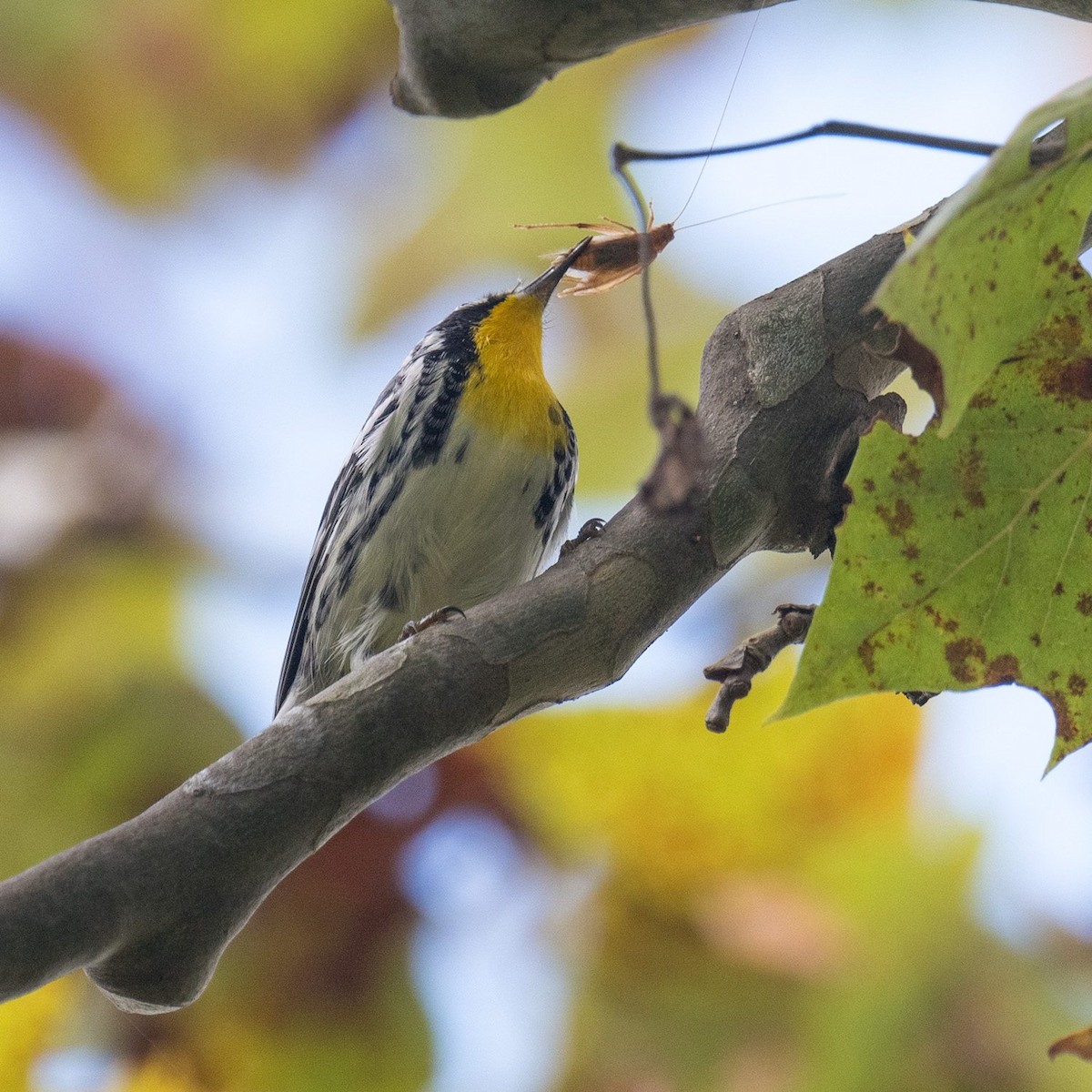 Yellow-throated Warbler - ML608689963