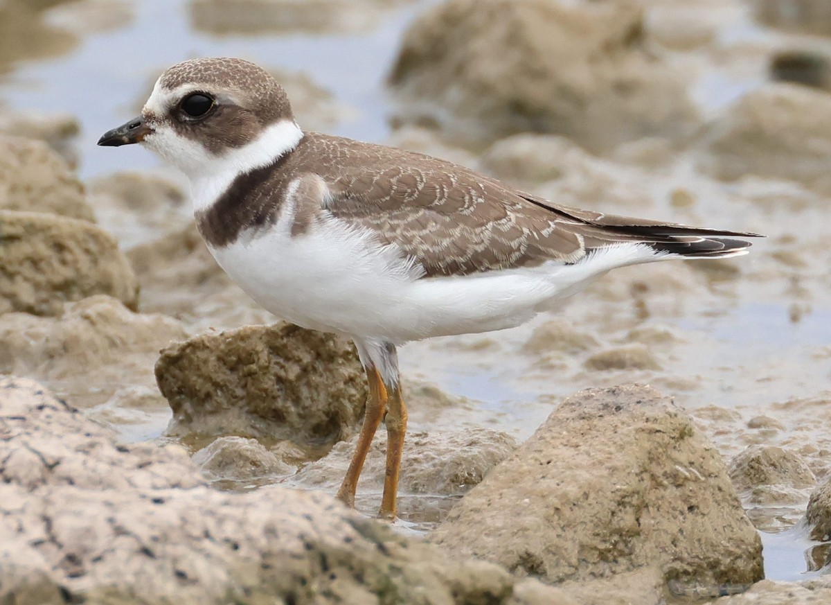 Semipalmated Plover - ML608690040