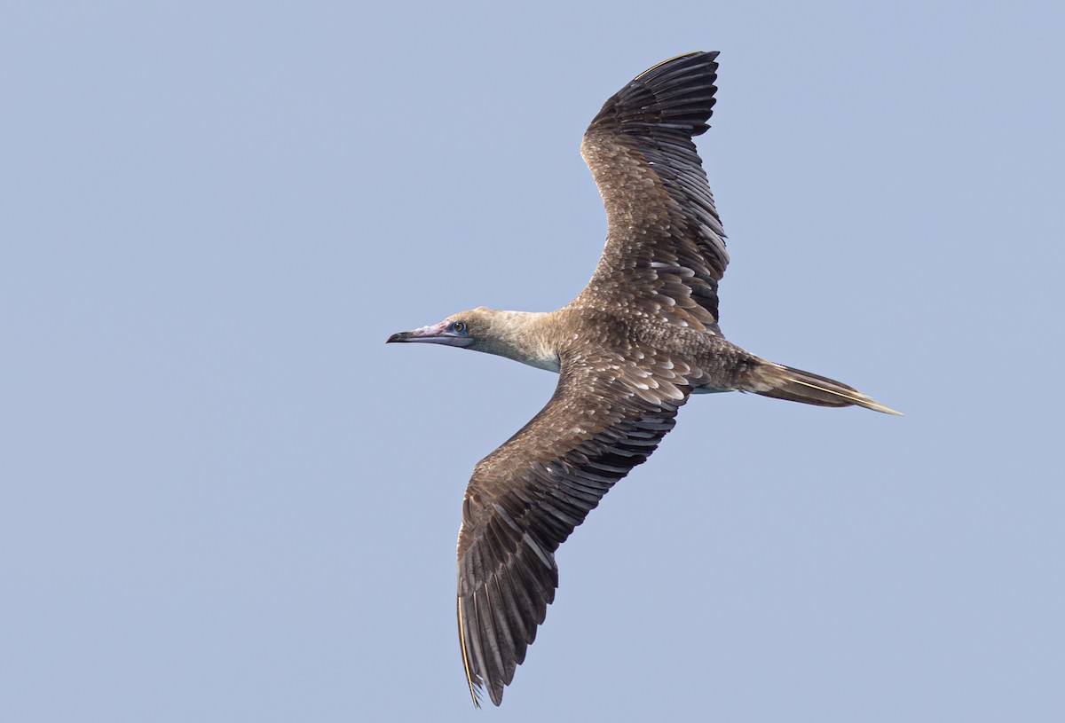 Red-footed Booby - ML608690725