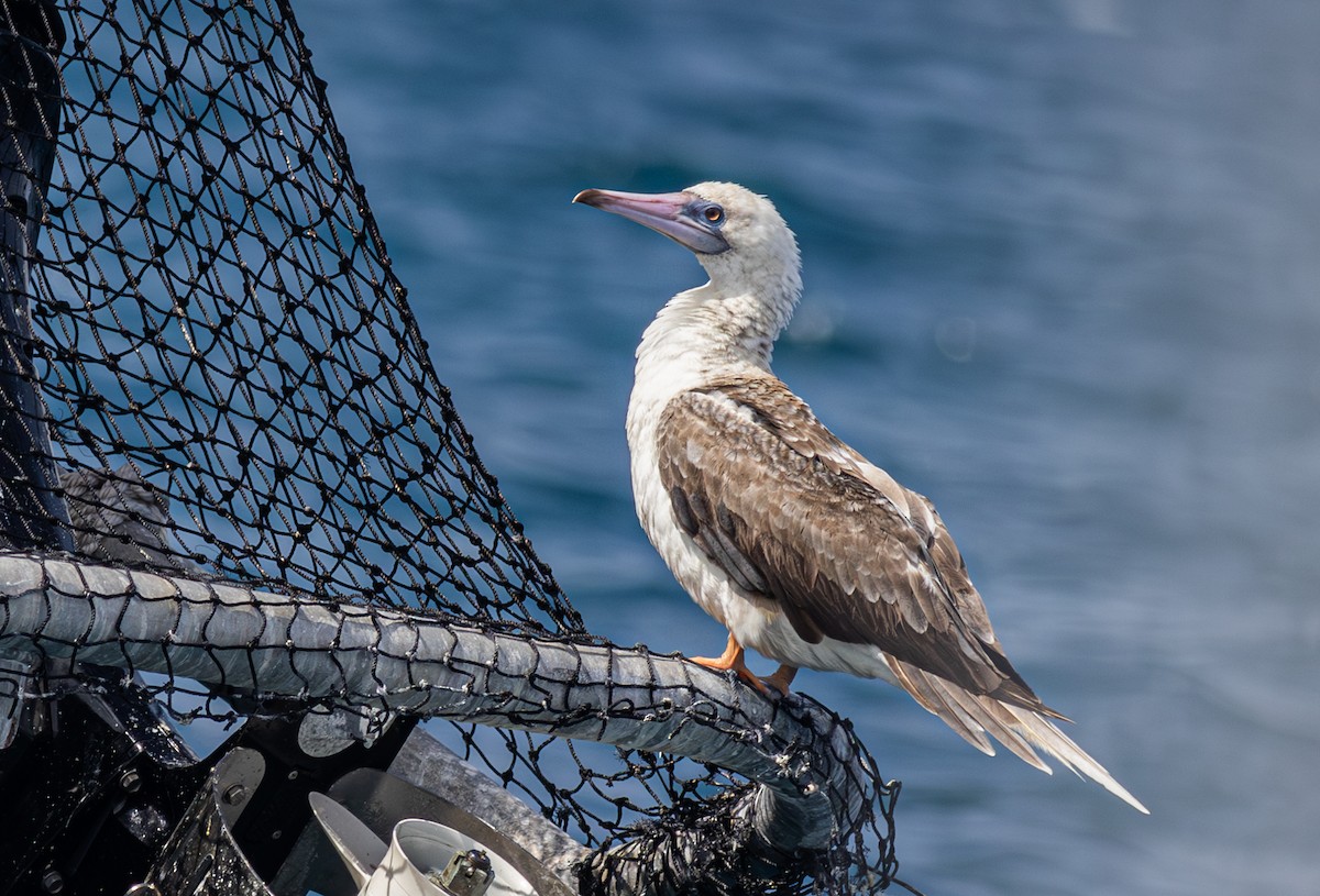 Red-footed Booby - ML608690753