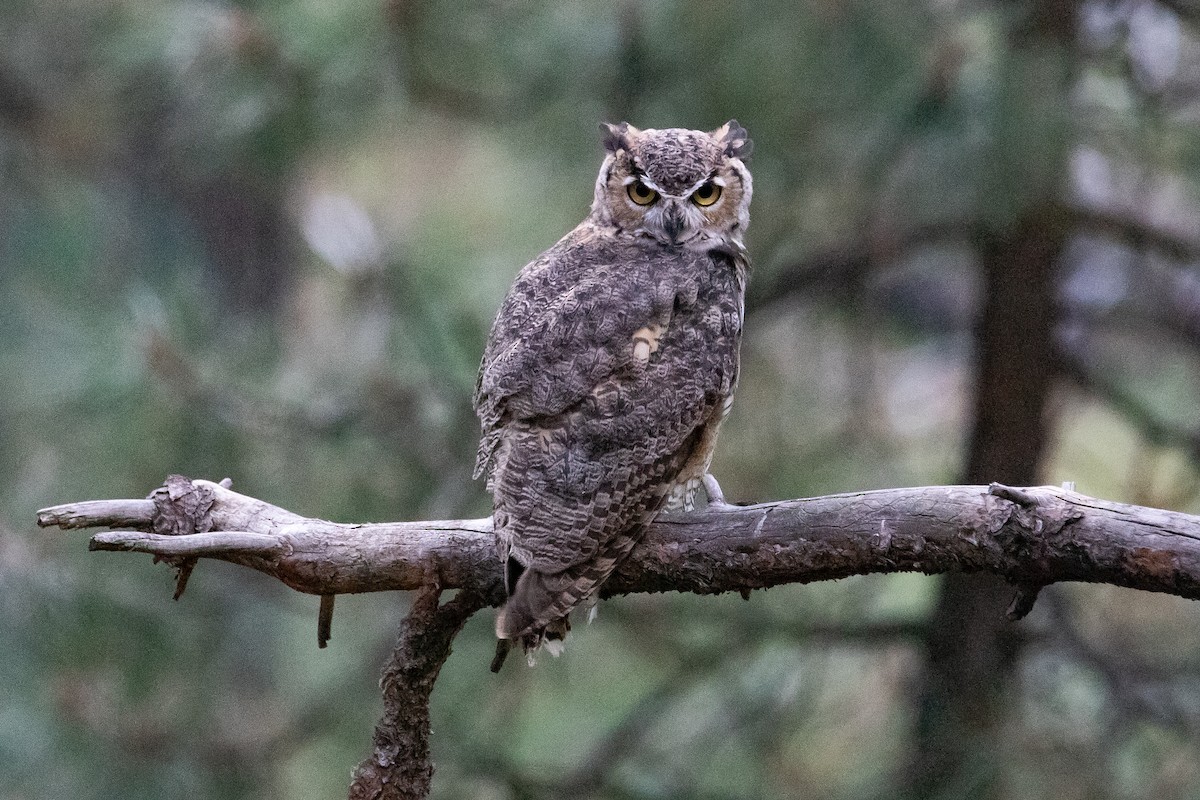 Great Horned Owl - ML608690953