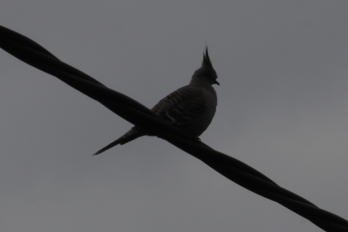 Crested Pigeon - ML608691316