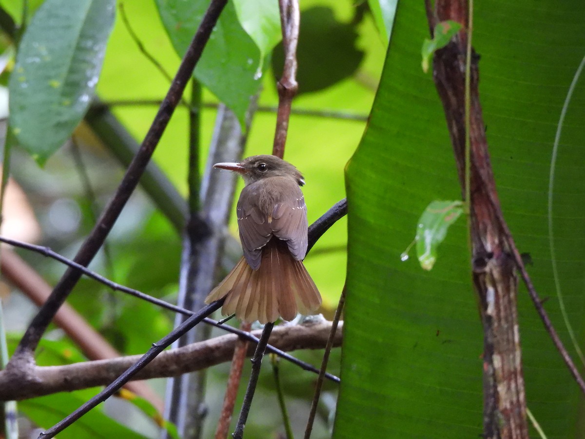 Tropical Royal Flycatcher (Amazonian) - Iza Alencar