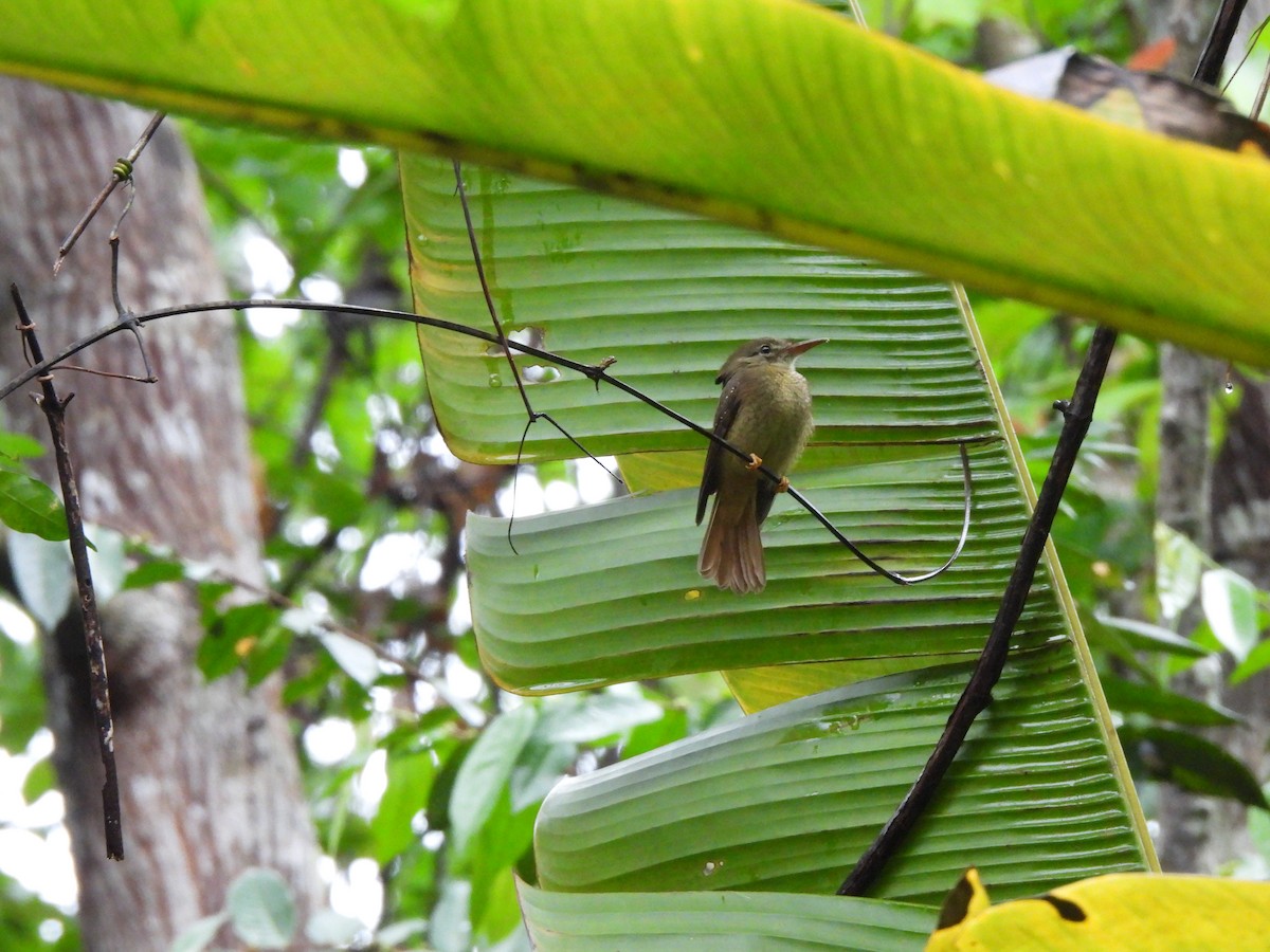 Tropical Royal Flycatcher (Amazonian) - ML608691713