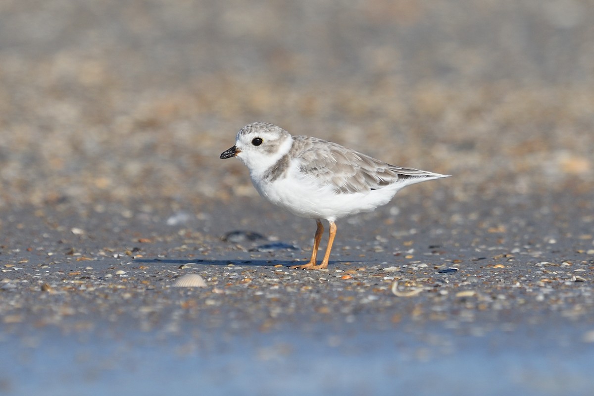 Piping Plover - ML608692037