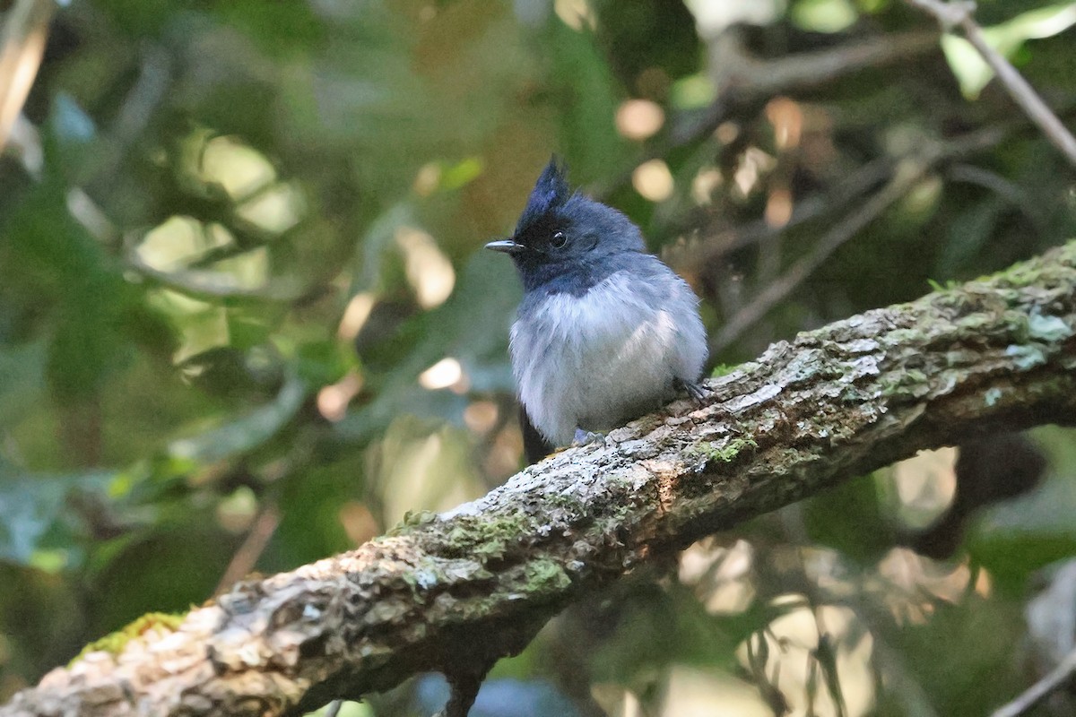 African Crested Flycatcher (Southern) - ML608692039