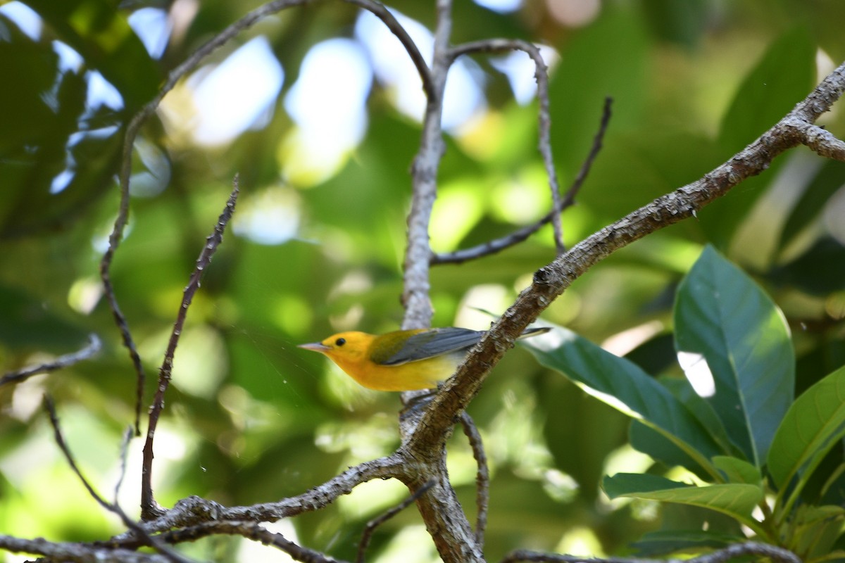Prothonotary Warbler - ML608692294