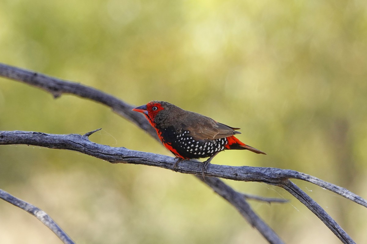 Painted Firetail - ML608692618
