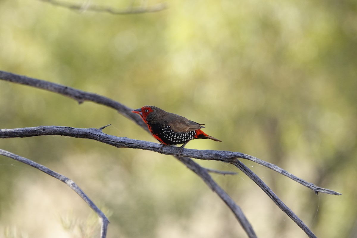 Painted Firetail - ML608692619