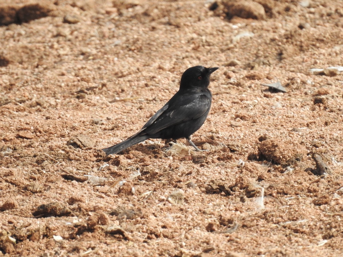Fork-tailed Drongo - ML608692780
