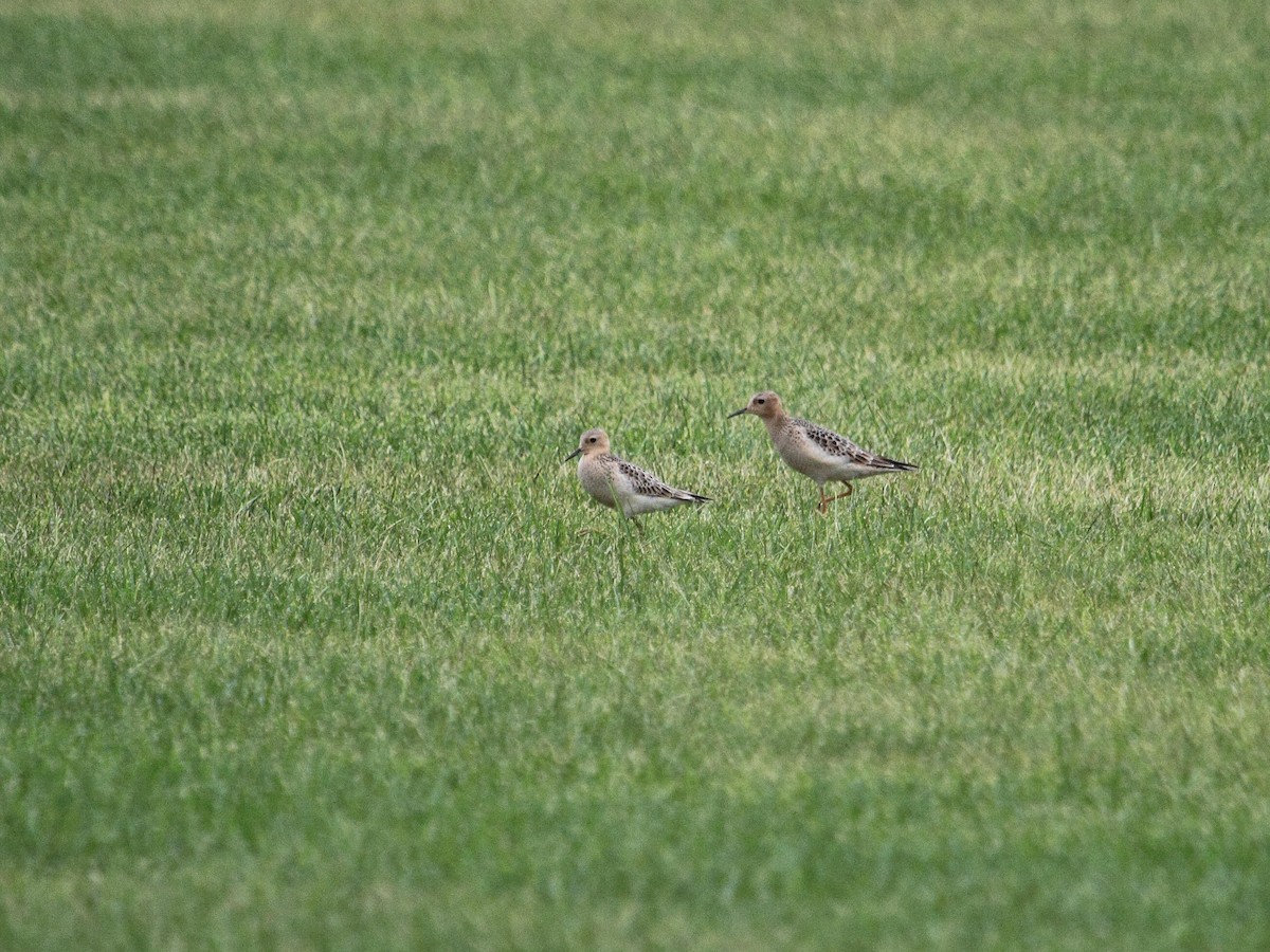 eBird Checklist 10 Sep 2023 Reed Sod Farm / Old York Road (Monmouth