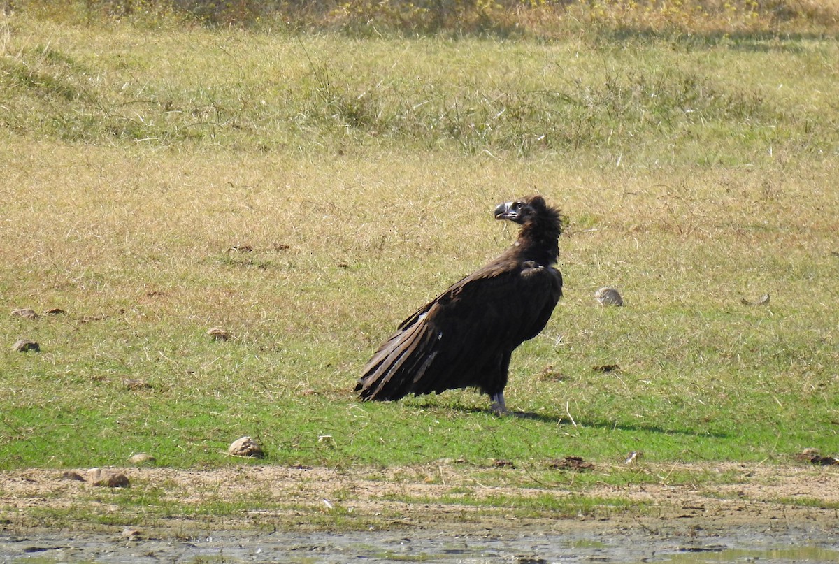 Cinereous Vulture - ML608693251
