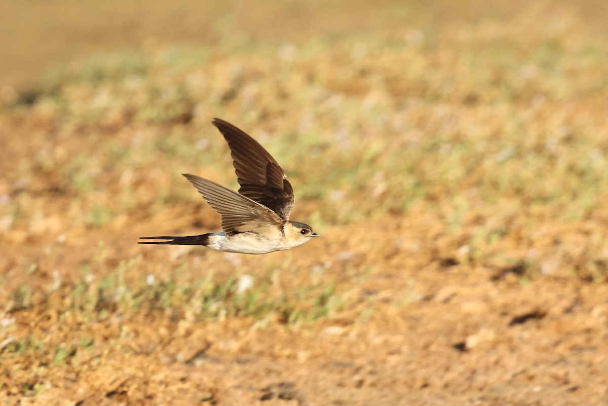 Red-rumped Swallow - ML608693280