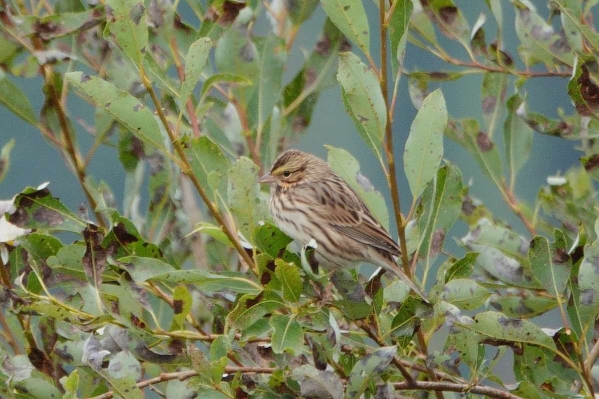 Savannah Sparrow - ML608694428