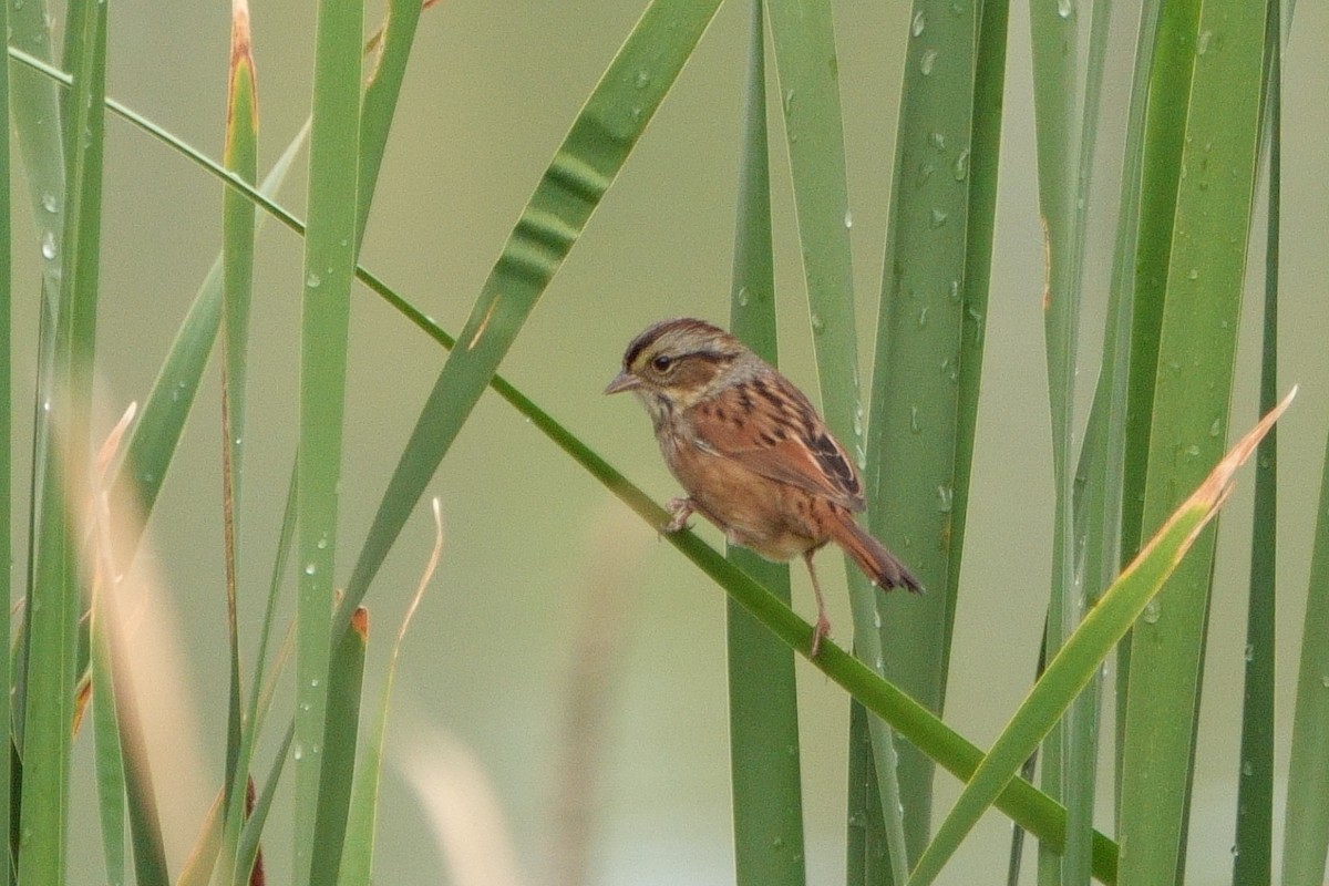 Swamp Sparrow - Merle Nisly
