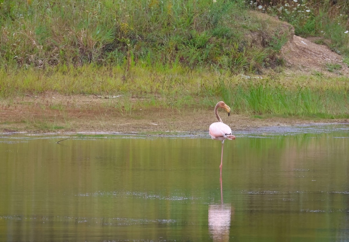 Ebird Checklist Sep Long Ln Pond Species