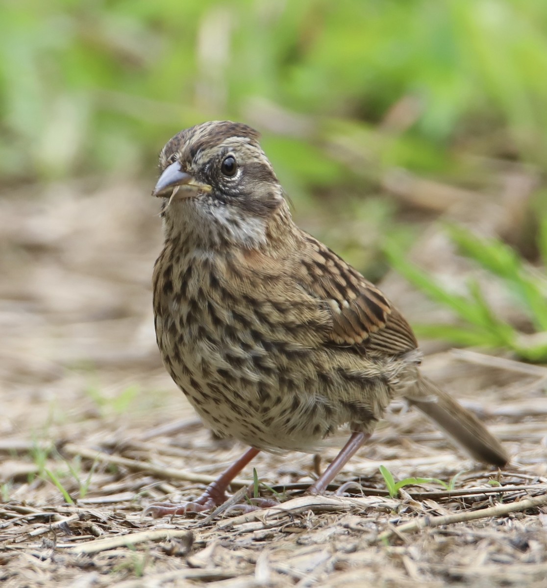 Rufous-collared Sparrow - ML608694817
