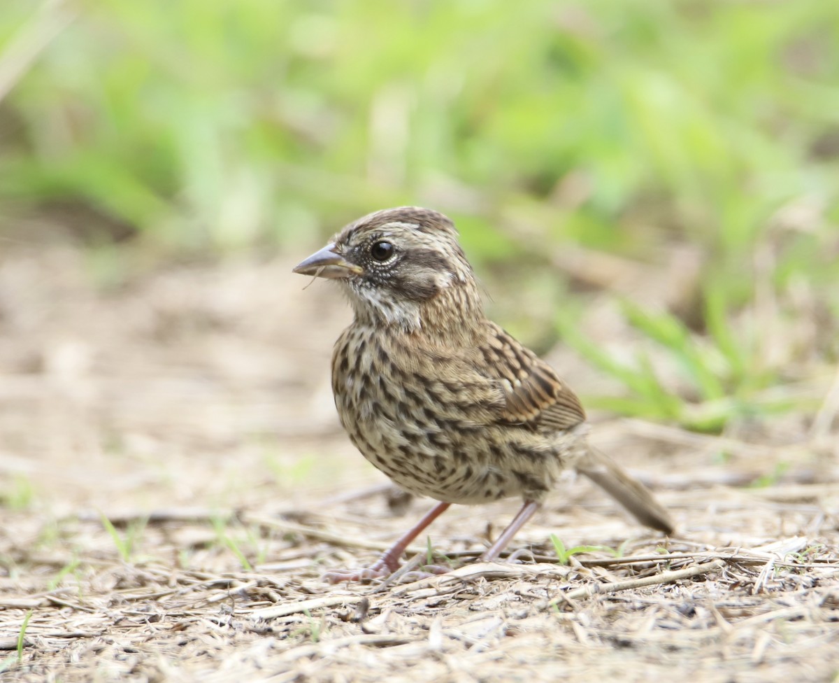 Rufous-collared Sparrow - ML608694819