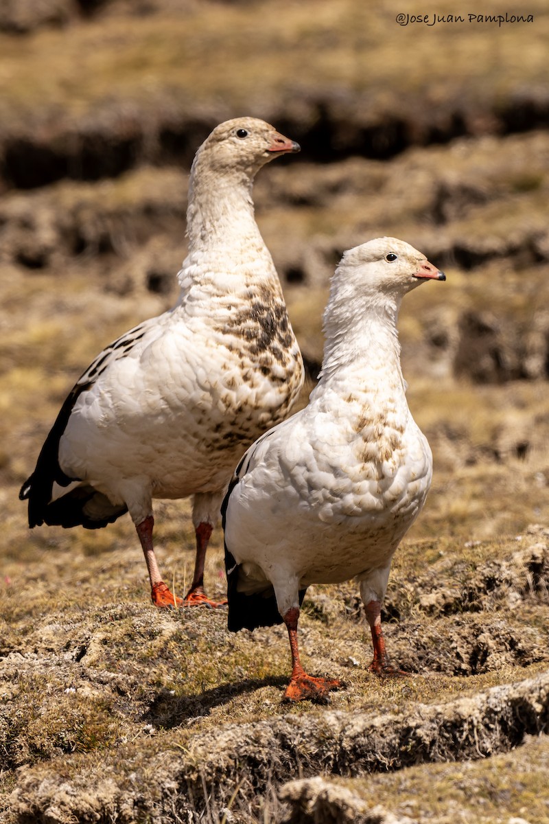 Andean Goose - ML608694954