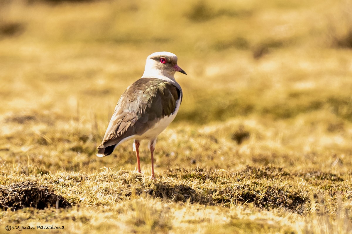 Andean Lapwing - ML608694978