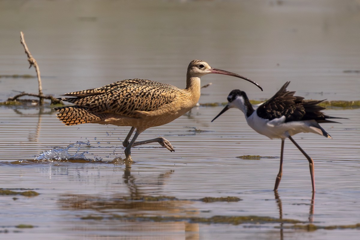Long-billed Curlew - ML608694999